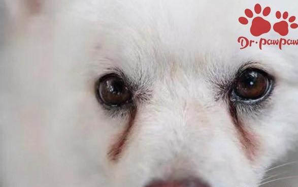 狗廁所哪種比較好