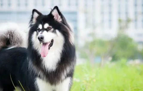 阿拉斯加犬成年犬圖片