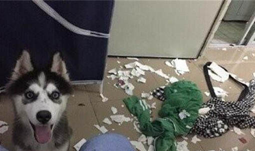 棉花面紗犬哪里有賣