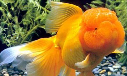 草種金魚哪種比較好養
