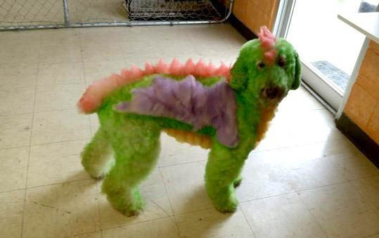 治療犬瘟熱有哪些藥物
