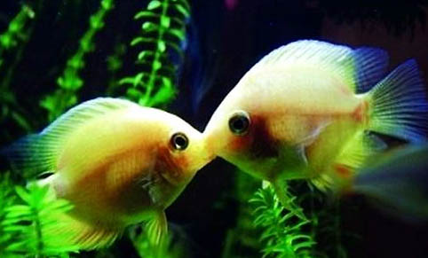 接吻魚飼養(yǎng)注意事項