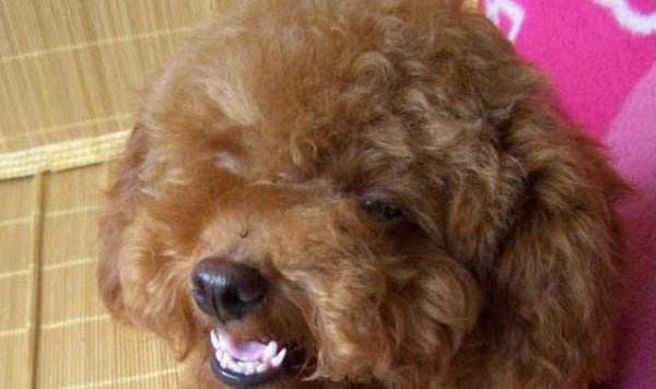 狗腸胃炎吃慶大霉素多久見效