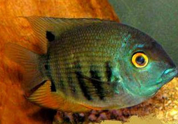 氣溫15度左右能釣魚嗎
