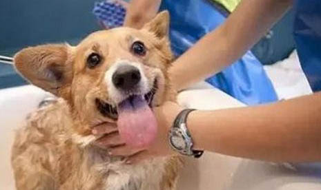 狗狗犬瘟可以吃什么藥