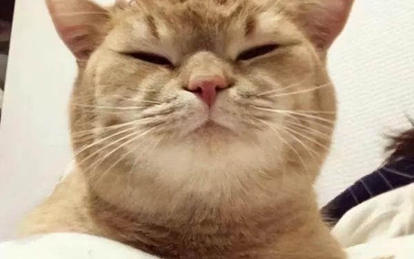 如何讓貓睡窩