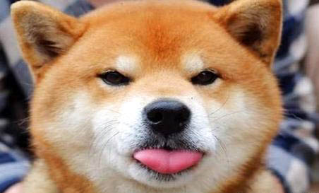 柴犬為什么這么貴