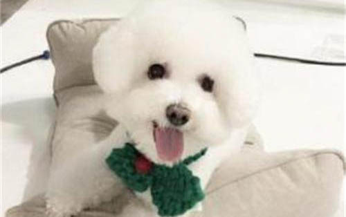 比熊犬淚痕的產生原因及處理方法