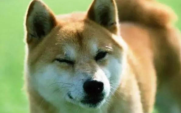 柴犬優(yōu)缺點(diǎn)分析
