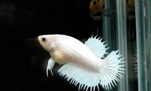 熱帶魚的正確換水方法