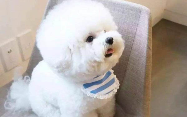 狗細小拉血便還有救嗎