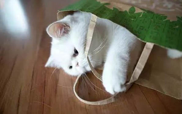 3個月小貓的正常體重