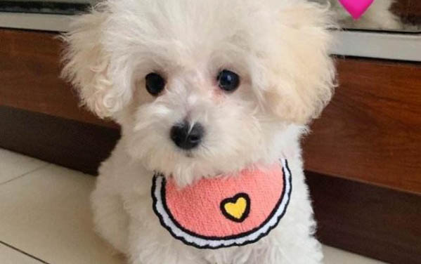 狗狗耳血腫癥狀