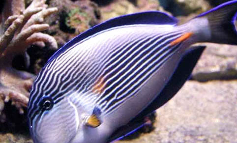 魚缸里面的水草是真的嗎