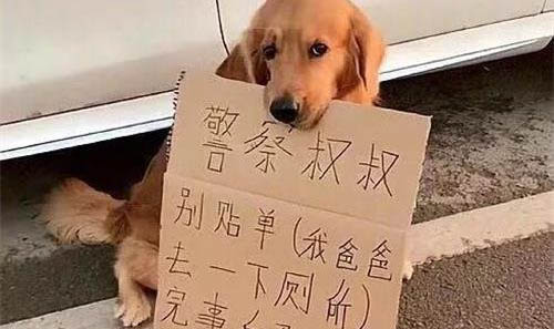 狗生寶寶多久生一只