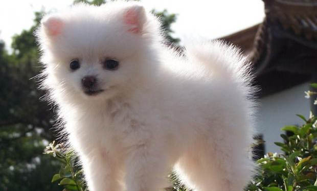 博美犬和銀狐犬的區別