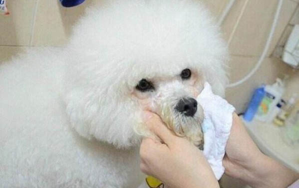 如何清除狗身上的蜱蟲