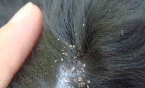 羅德西亞脊背犬吃多了吐了怎么辦