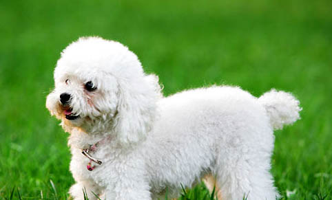 貴賓犬和雪納瑞哪個好養