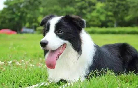 邊牧犬多少錢一只純種