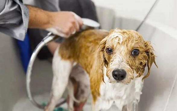 犬瘟細小能活多久