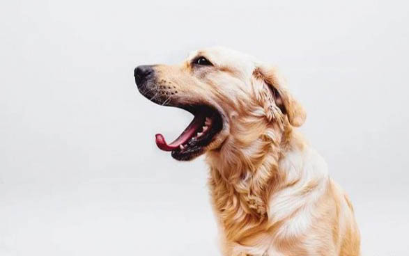 棉花面紗犬哪里有賣