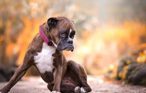 拳師犬和羅威納哪個(gè)好