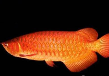 紅龍魚患水霉病的原因是什么