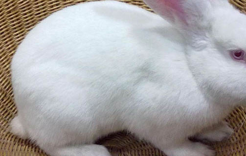 兔子拉稀能活多長時間
