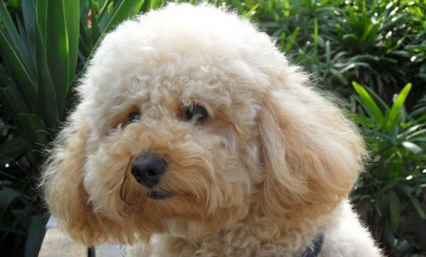 貴賓犬和雪納瑞哪個好養
