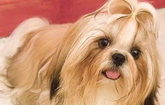 西施犬老掉毛的原因及處理方法