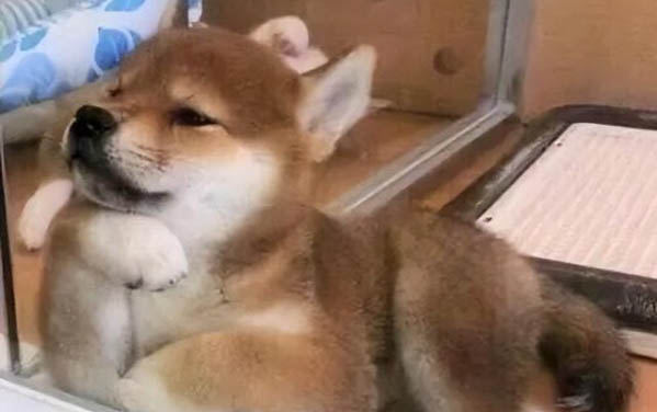 狗狗可以吃冷酸奶嗎