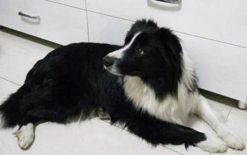 澳大利亞牧羊犬寄生蟲
