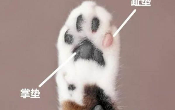 狗狗止痛藥有哪些牌子