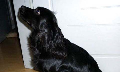 可卡犬的優缺點都有哪些