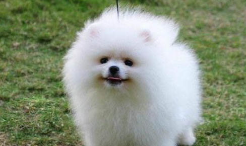 博美犬哪里買