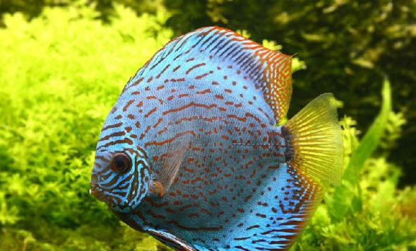 冷水觀賞魚有哪些品種呢?
