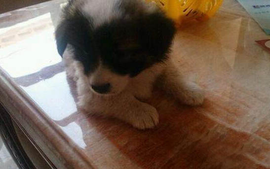 蝴蝶犬2018年價格一覽表