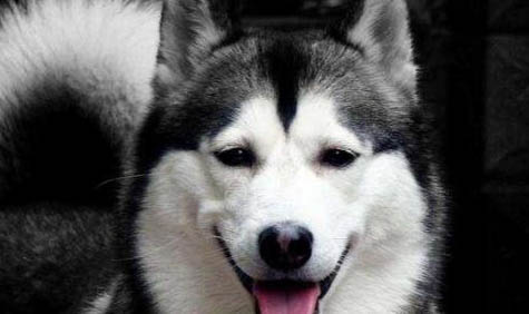 哈士奇犬換毛需要注意什么?