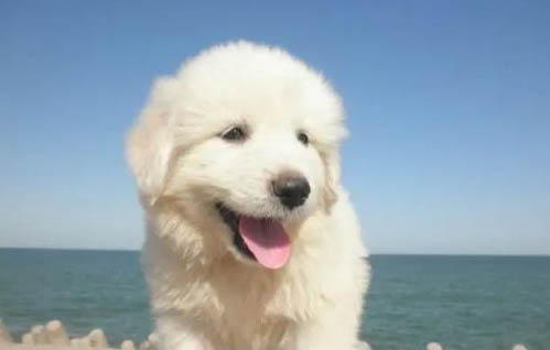 狗狗吃了藥后嘔吐是怎么辦呢