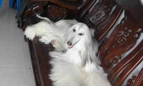 博伊金獵犬突然不愛吃東西的原因是什么