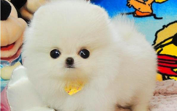 狗狗腸胃炎的癥狀及治療方法