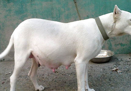 阿根廷杜高犬一般能活多久
