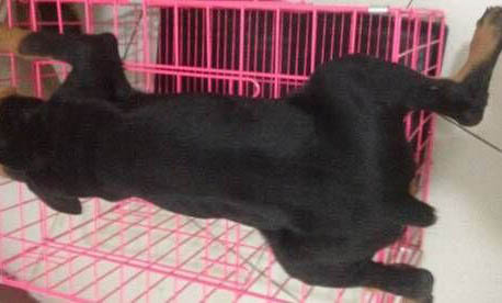 杜賓犬和比特犬哪個厲害