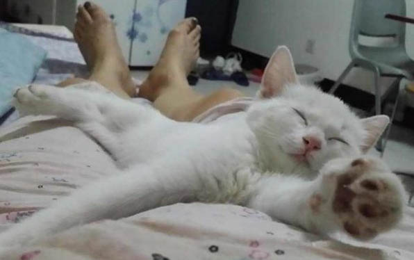 貓咪絕育后亂尿原因