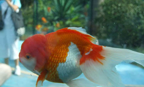 草種金魚哪種比較好養