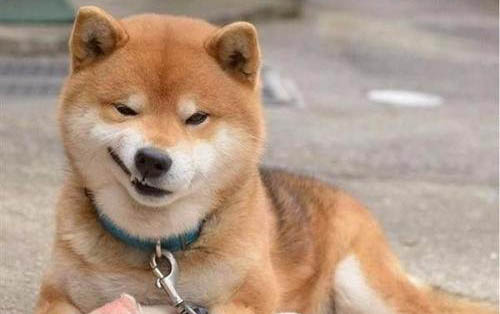 被打的狗狗怎么調整心態