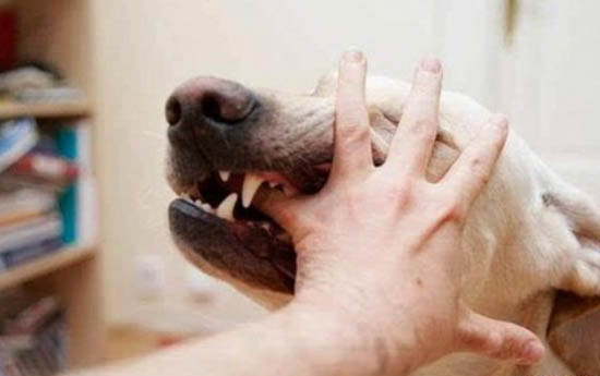犬瘟以后多久可以養(yǎng)小狗