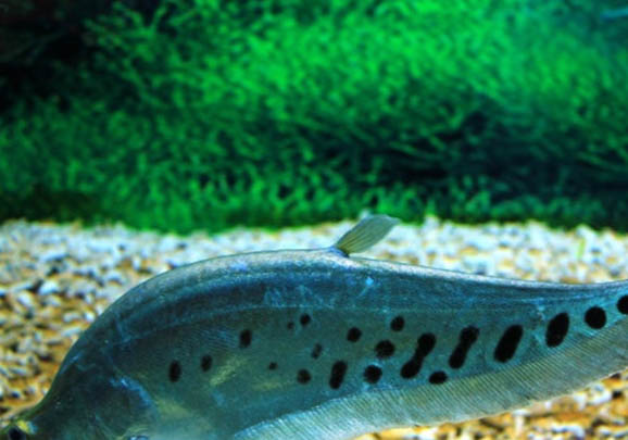 馬鮫魚可以用淡水養嗎