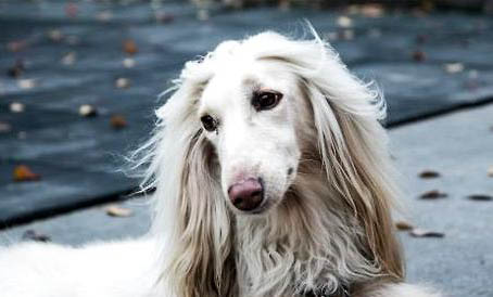 不列塔尼獵犬哪里有賣